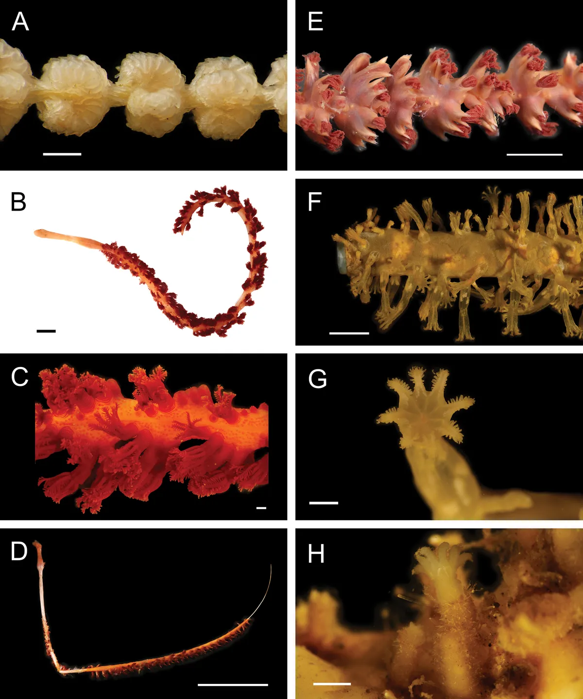 Pluma de Mar de Flor Completa