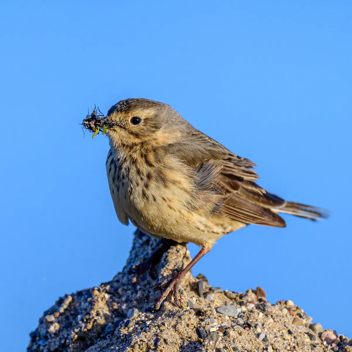 Bisbita Americana / Bisbita de Vientre Cremoso