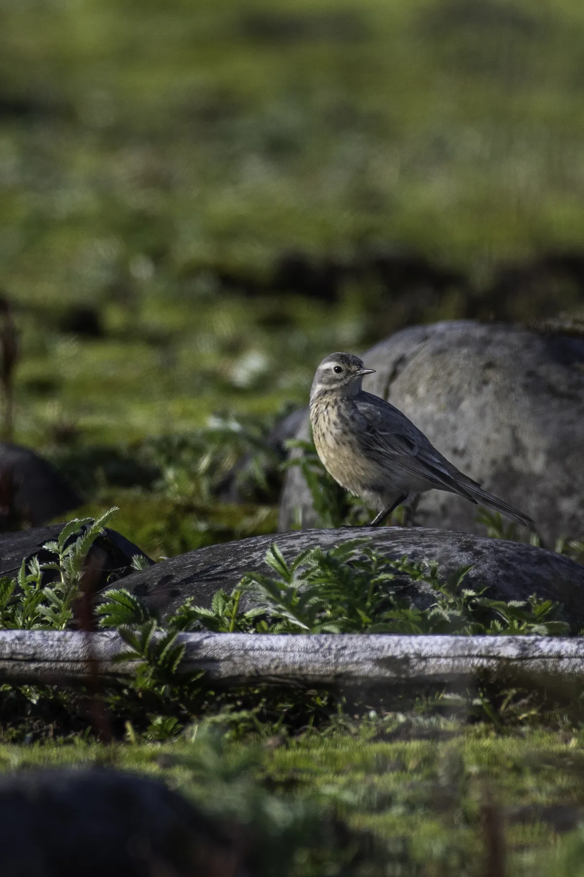 Bisbita Americana / Bisbita de Vientre Cremoso