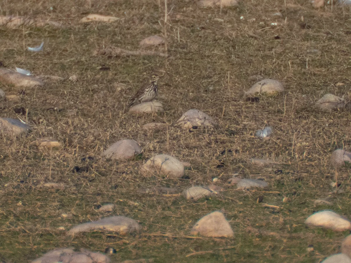 Bisbita Americana / Bisbita de Vientre Cremoso