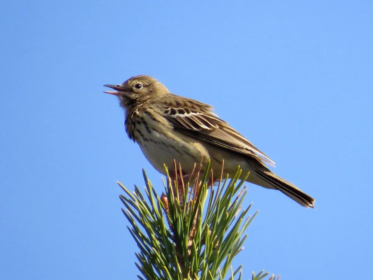 Anthus trivialis