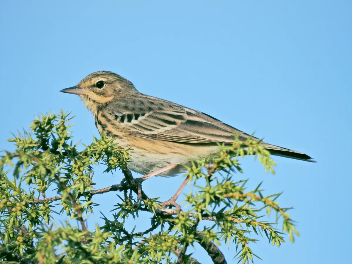 Tree Pipit