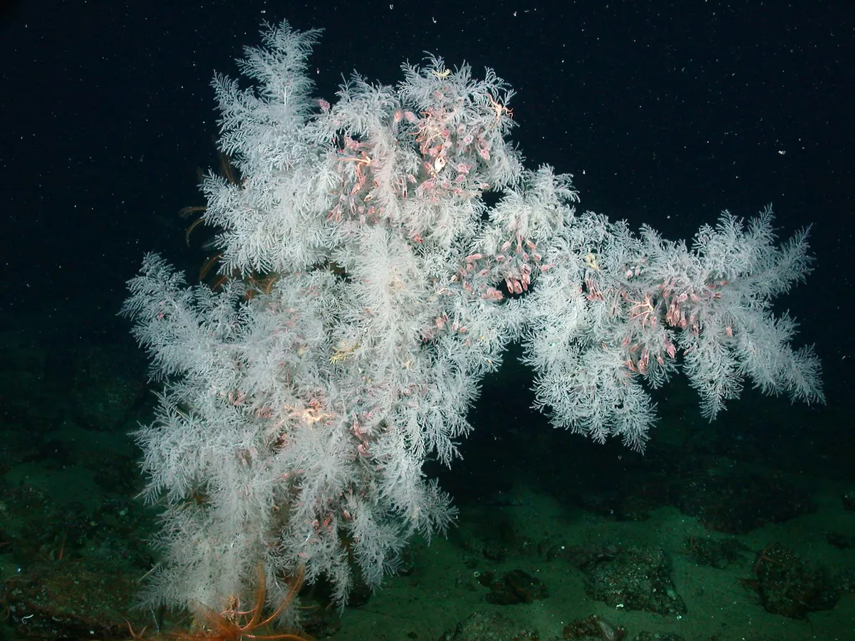 Christmas Tree Coral