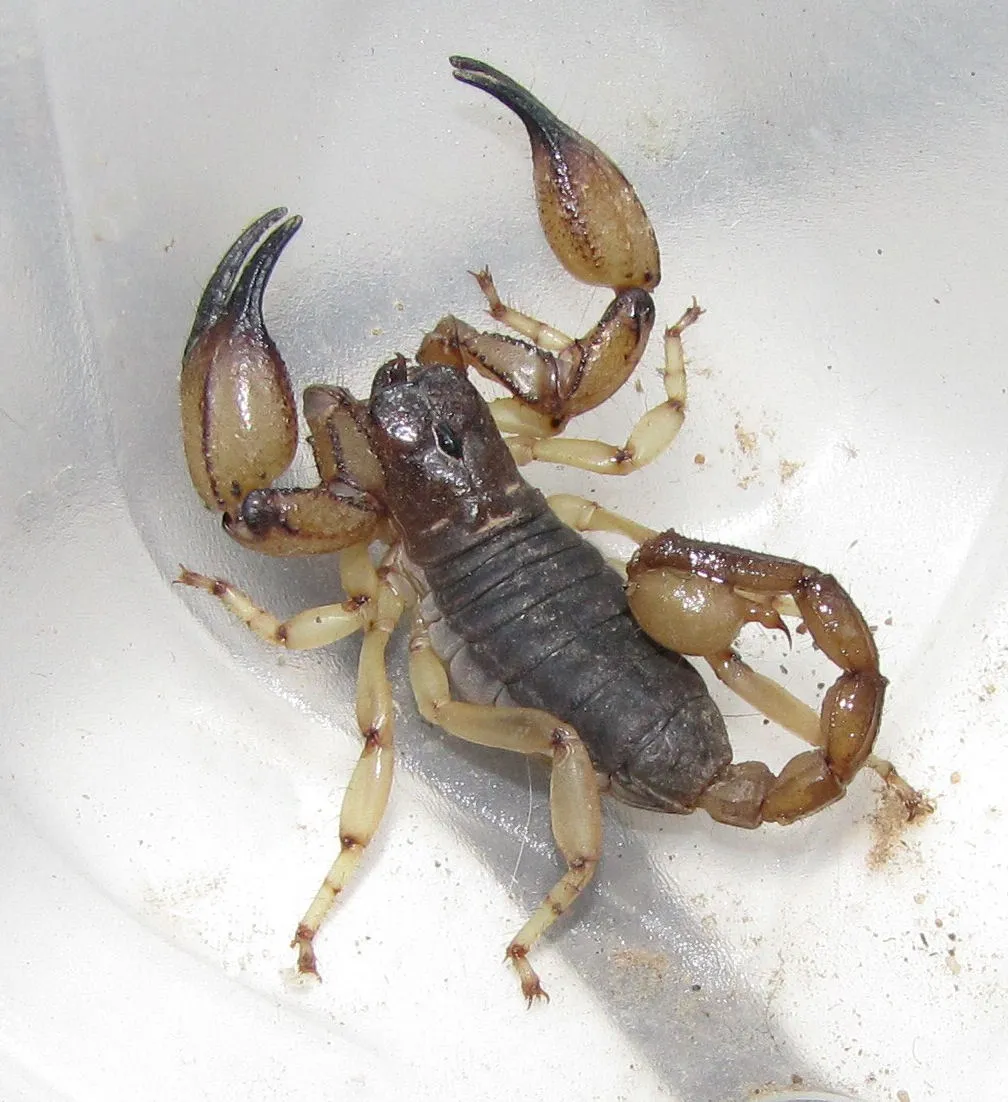 Escorpión de Pococki