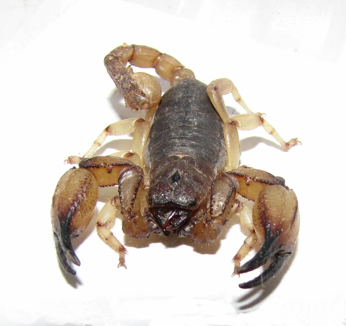 Escorpión de Pococki