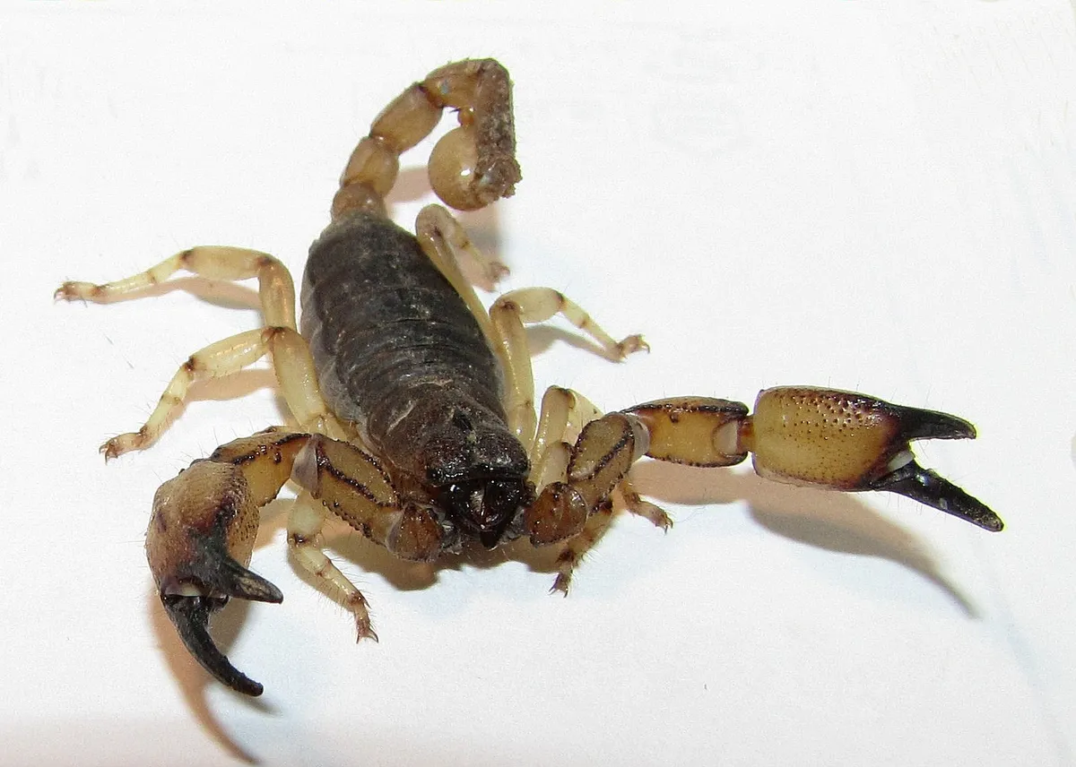 Escorpión de Pococki