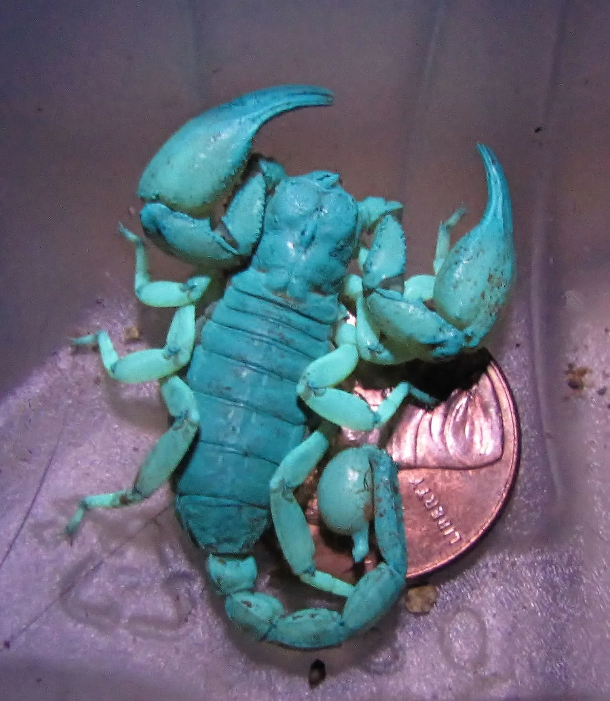 Escorpión de Pococki