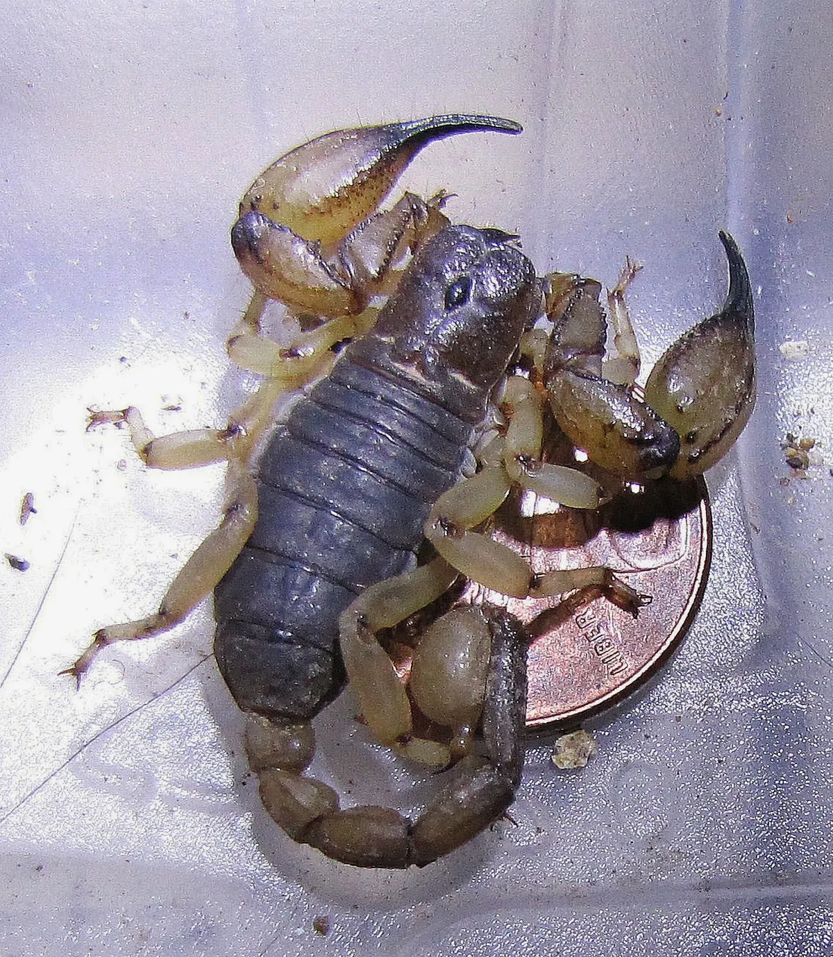 Escorpión de Pococki