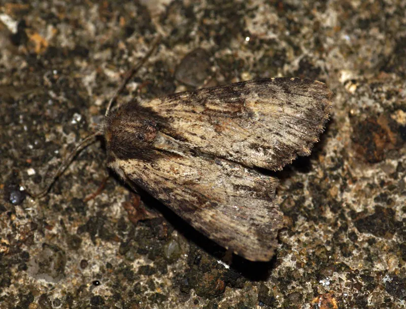Clouded-bordered Brindle