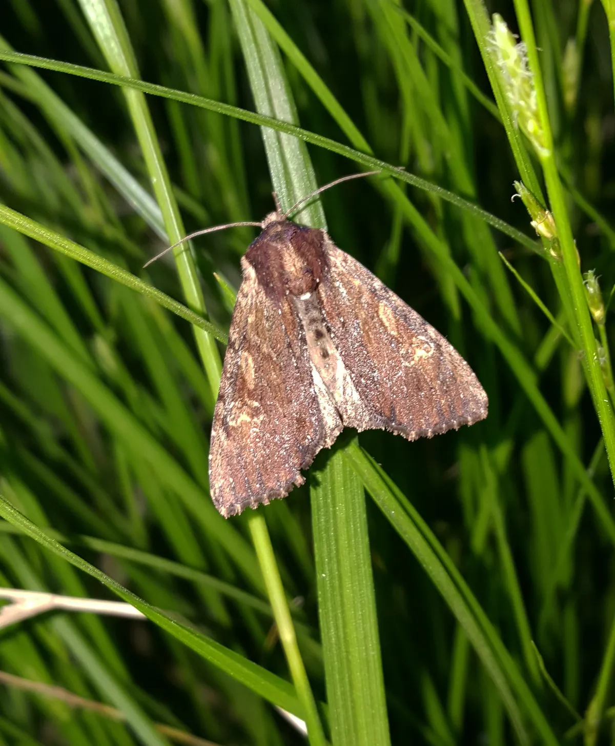 Clouded-bordered Brindle