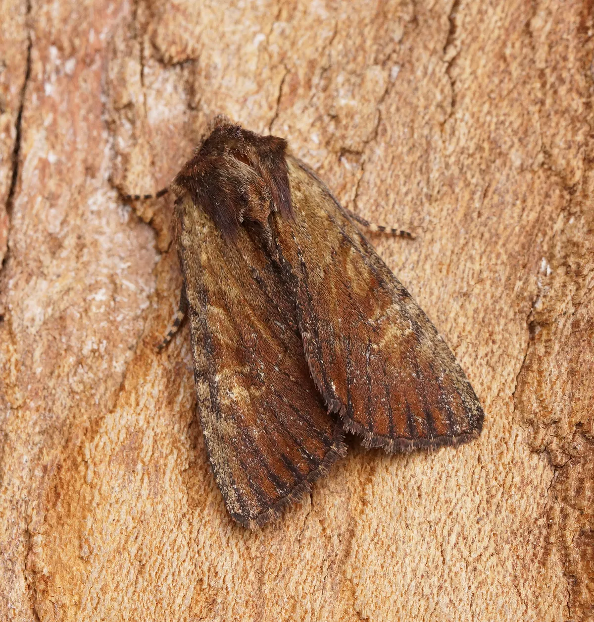 Clouded-bordered Brindle