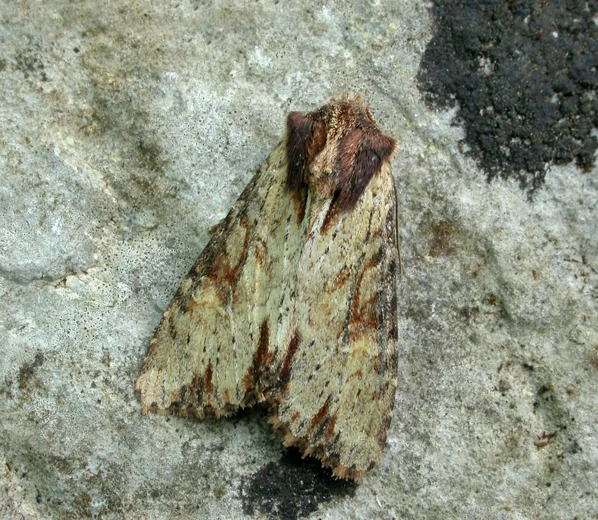 Clouded-bordered Brindle