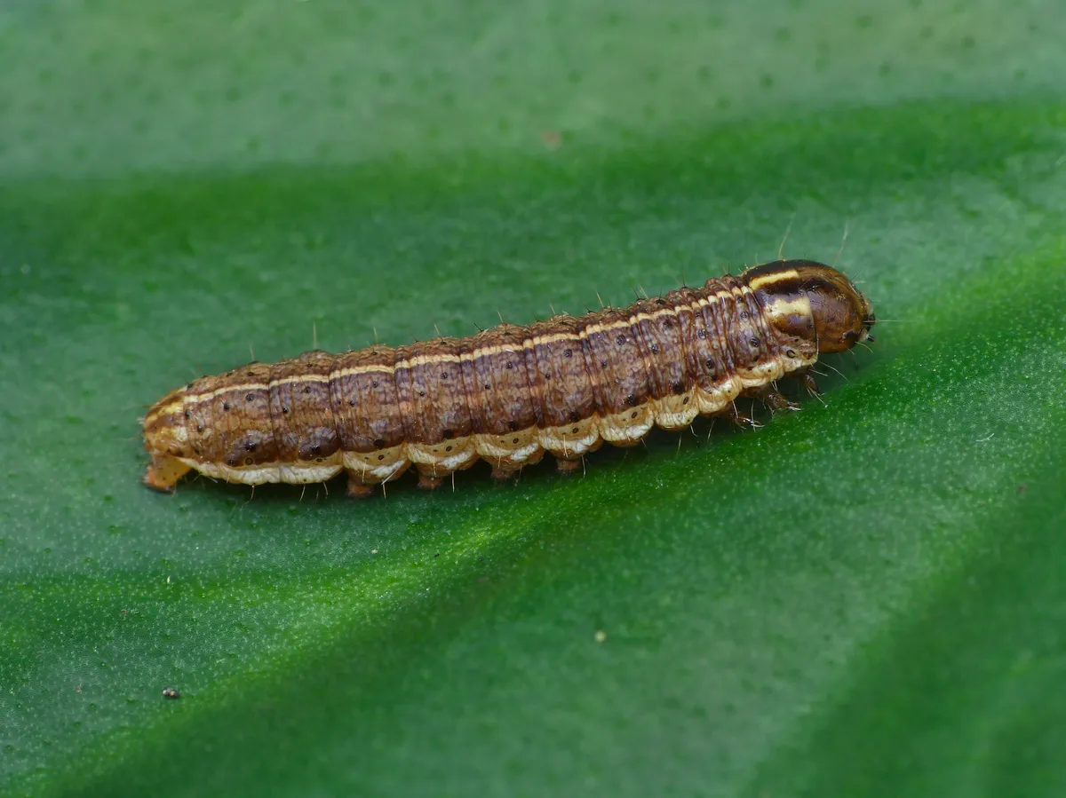 Clouded-bordered Brindle