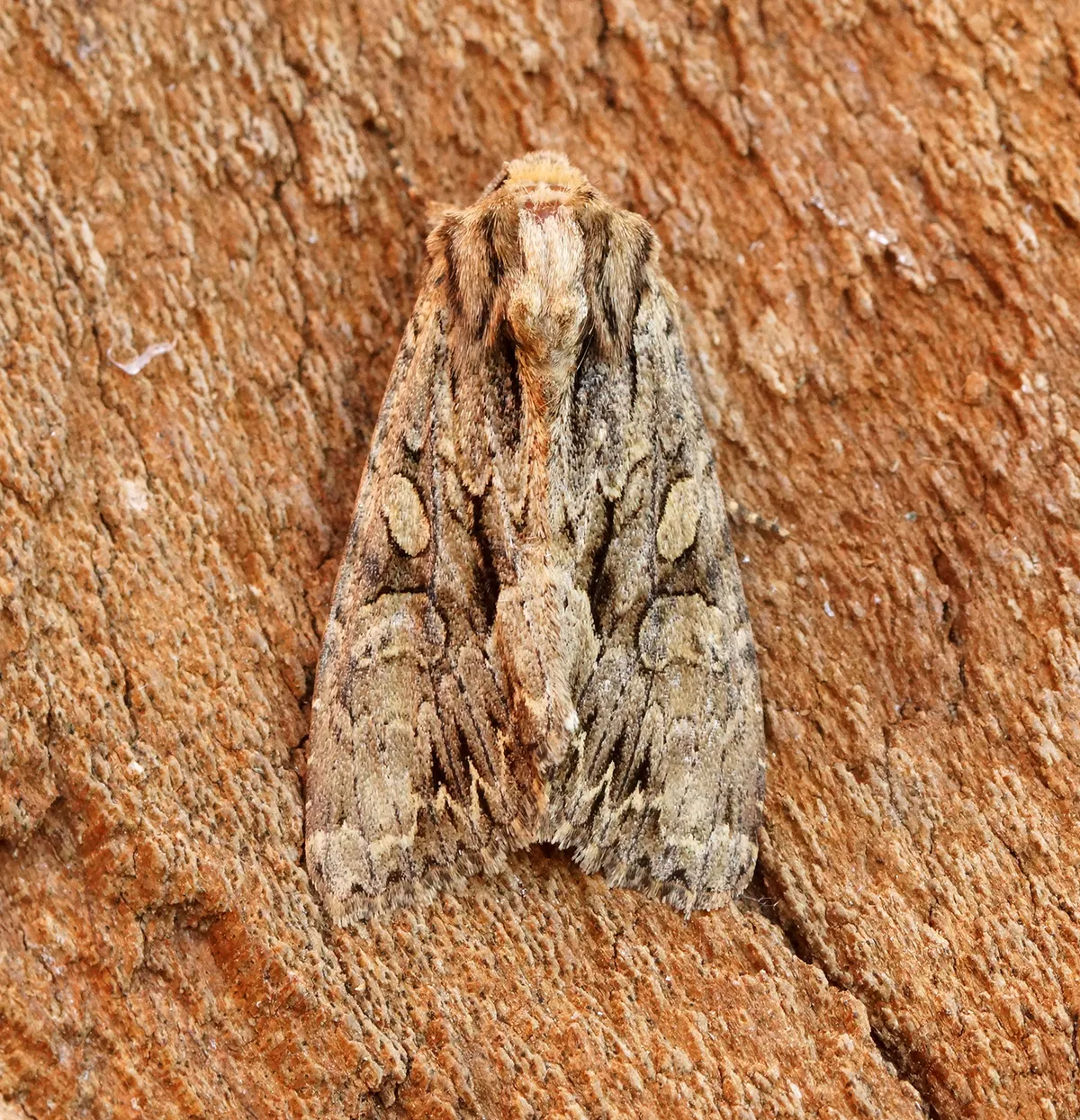 Apamea monoglypha
