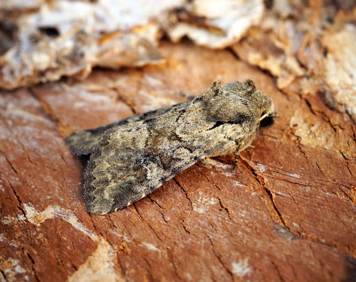 Rustic Shoulder-knot