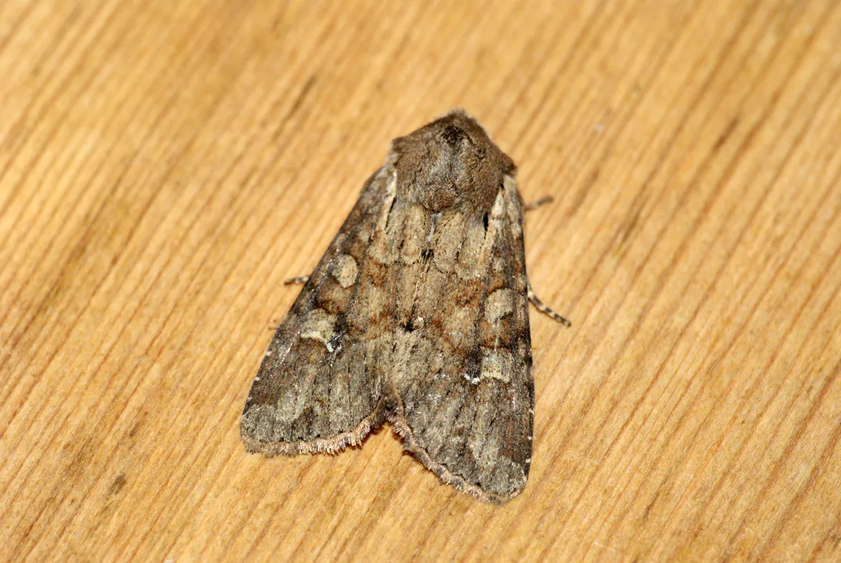 Rustic Shoulder-knot