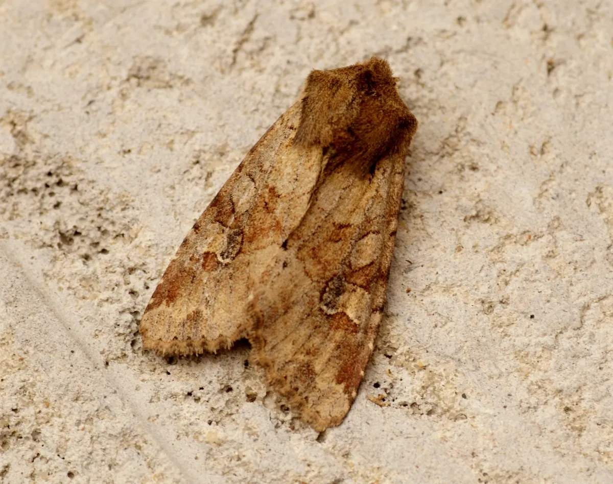 Rustic Shoulder-knot