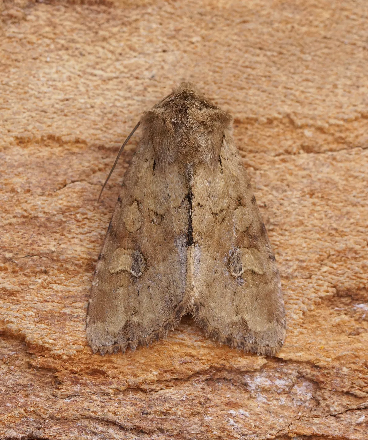 Rustic Shoulder-knot