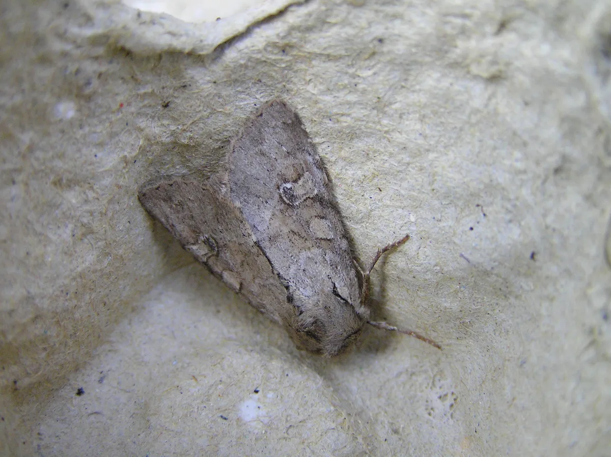 Rustic Shoulder-knot