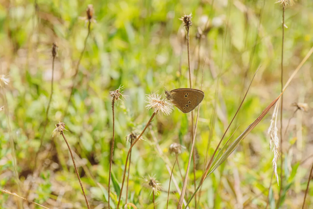 Ringlet Butterfly