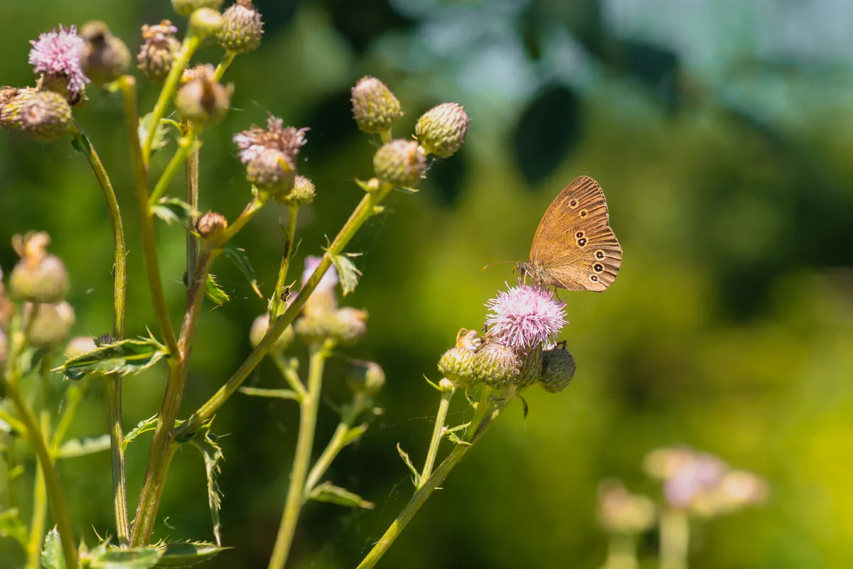 Ringlet Butterfly
