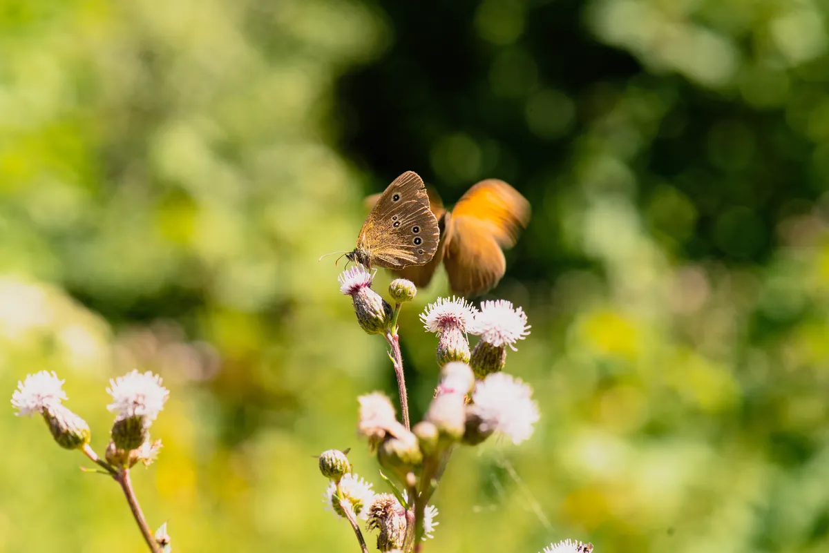 Ringlet Butterfly