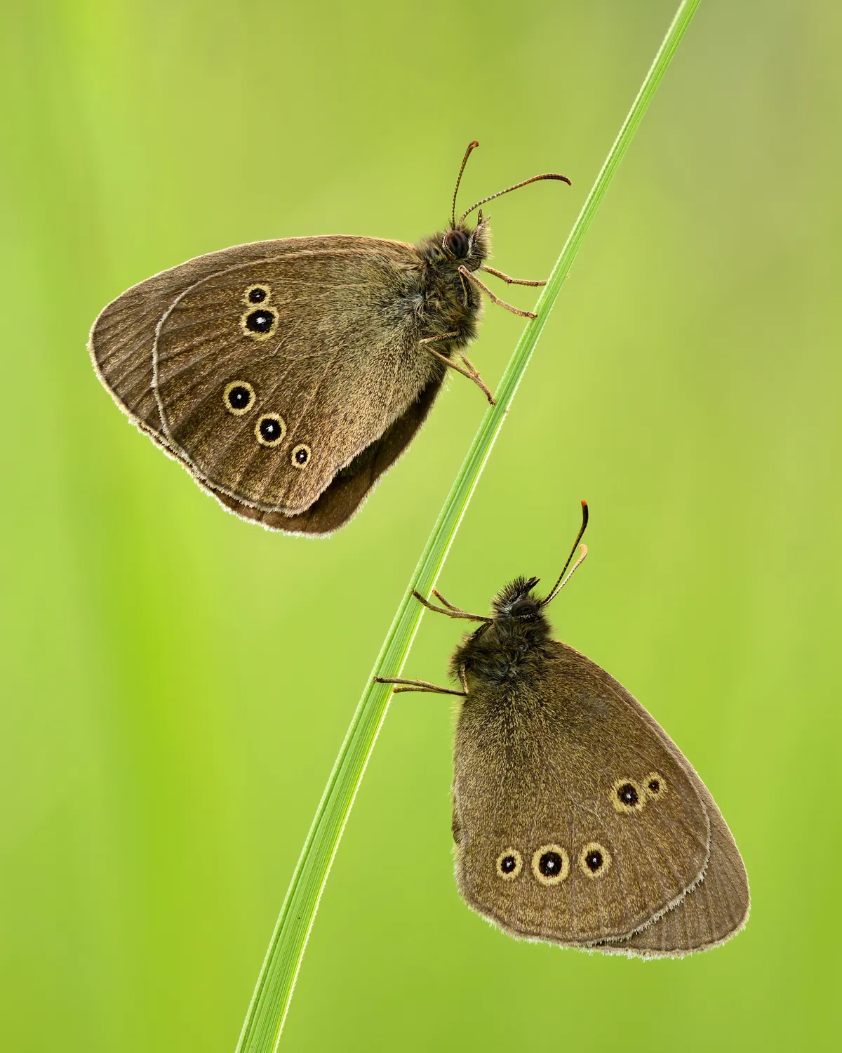 Ringlet Butterfly