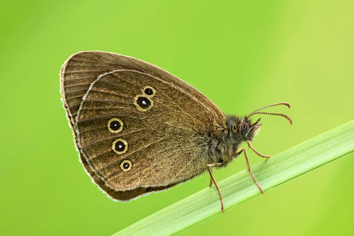 Ringlet Butterfly