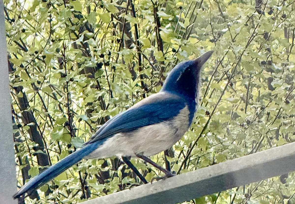 Aphelocoma californica