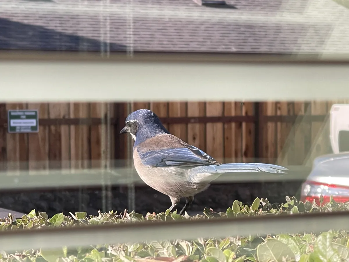 California Scrub-Jay