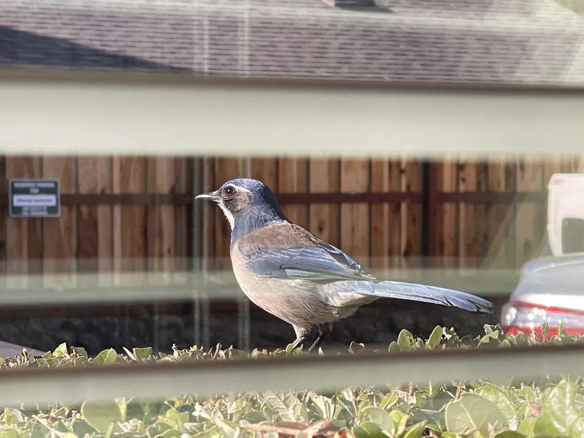 California Scrub-Jay