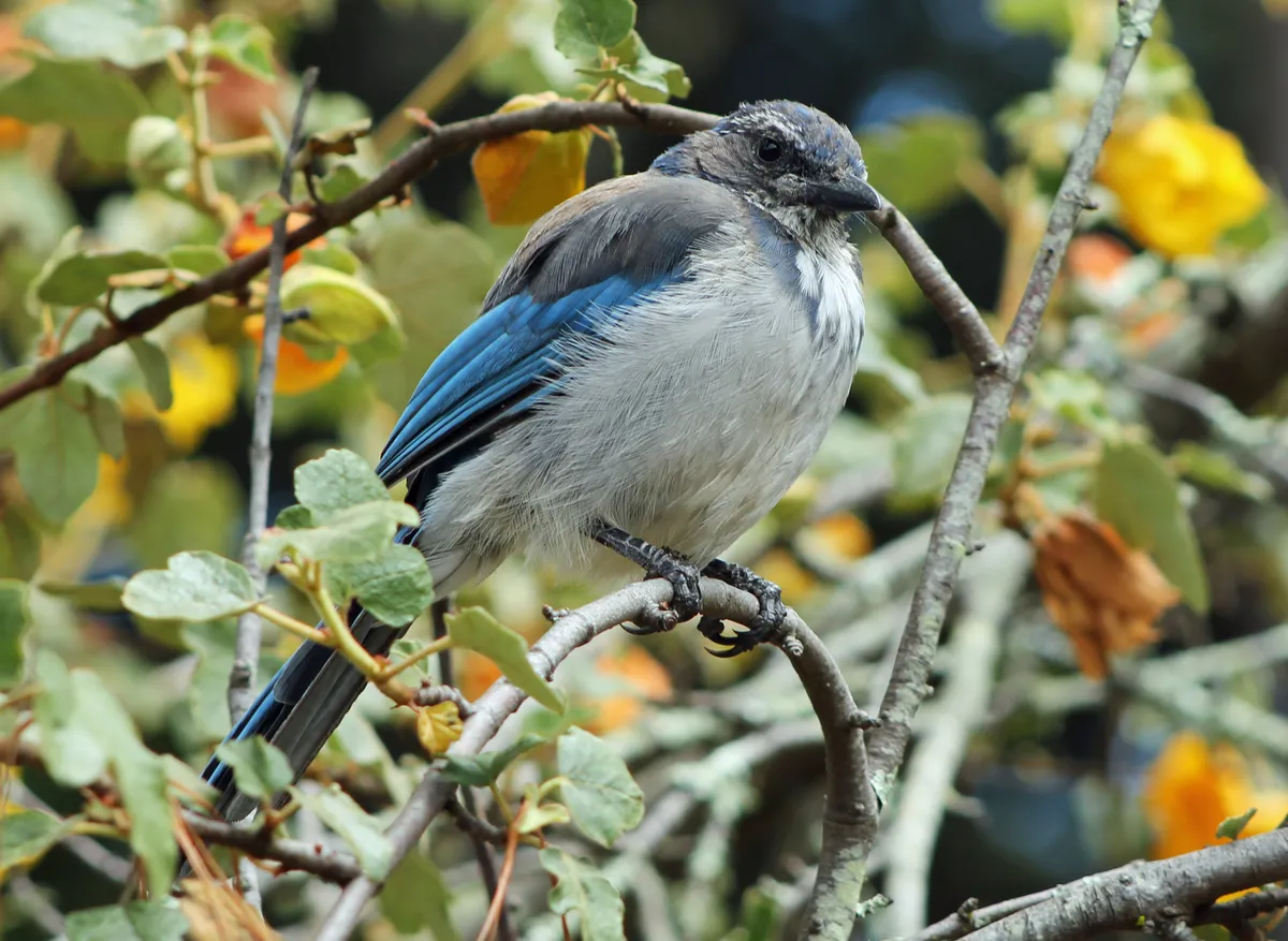 California Scrub-Jay
