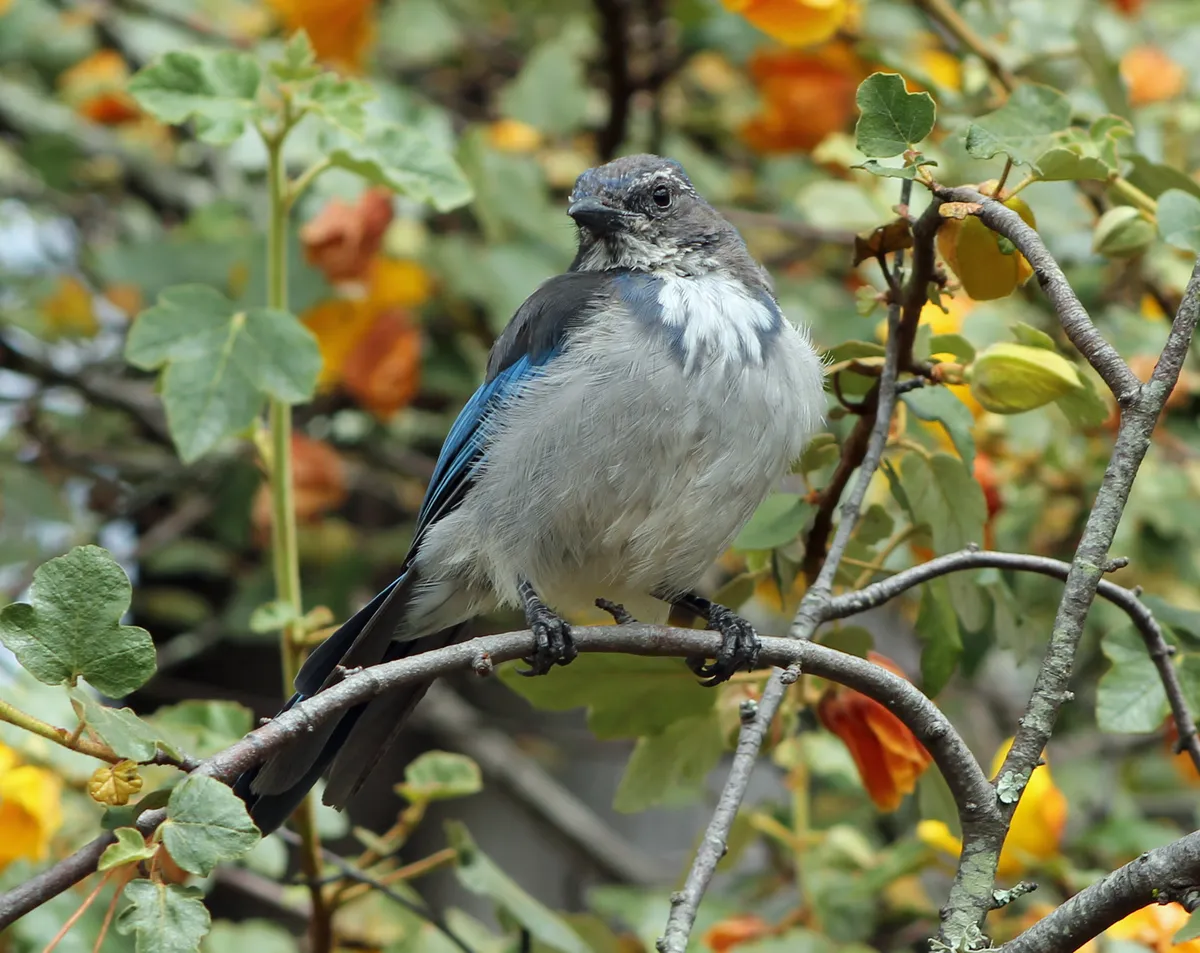 California Scrub-Jay