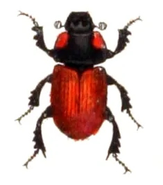 Aphodius fimetarius
