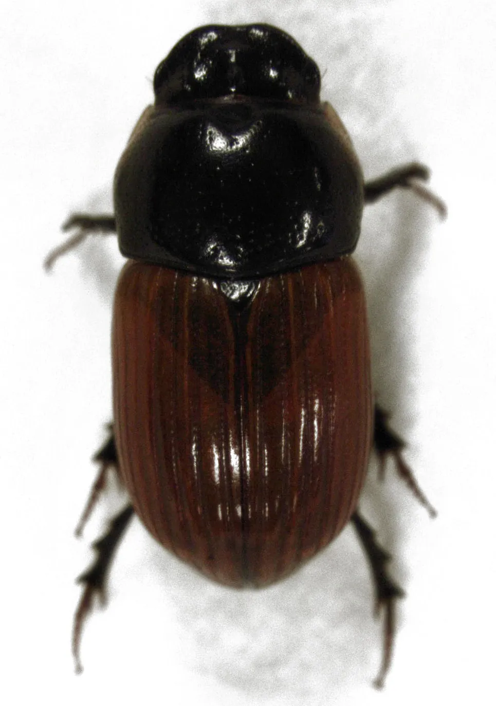 Common dung beetle
