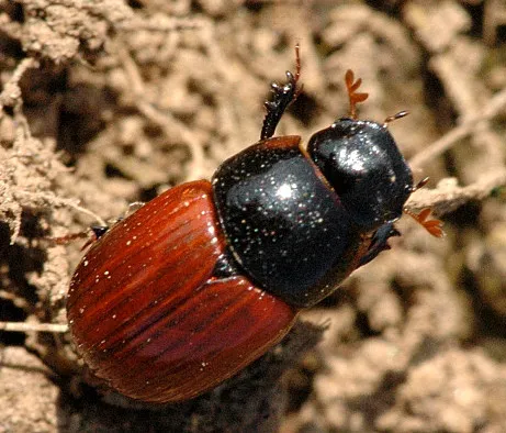 Common dung beetle