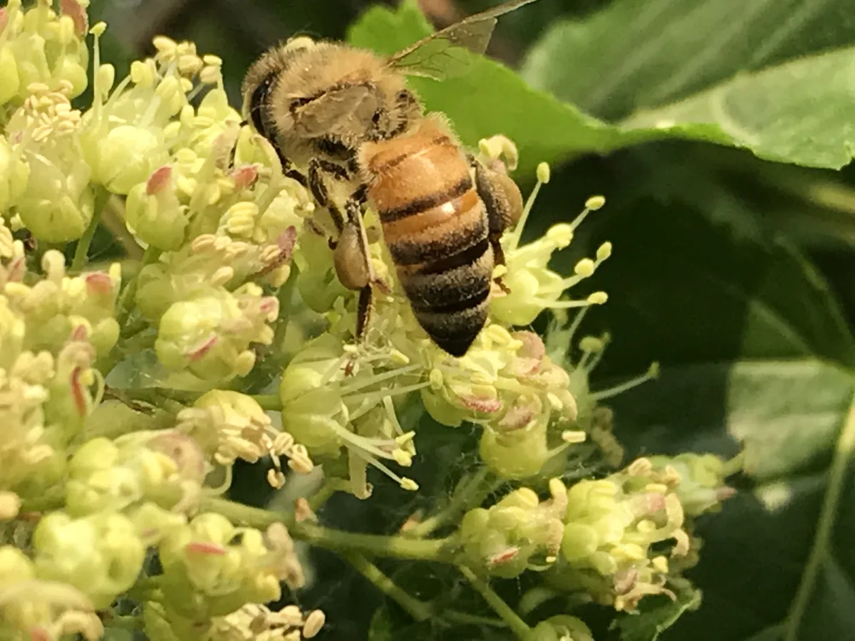 Asian Honey Bee