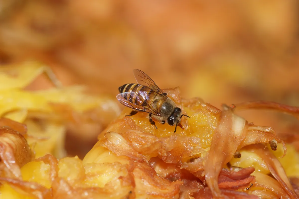 Asian Honey Bee
