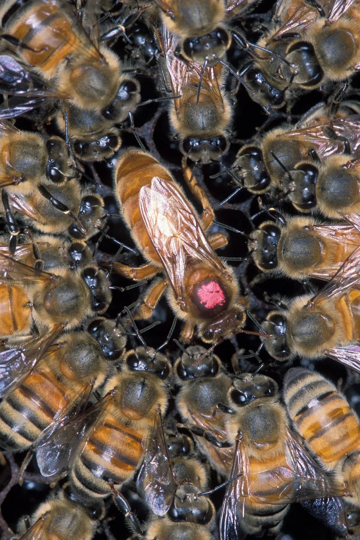 Apis mellifera