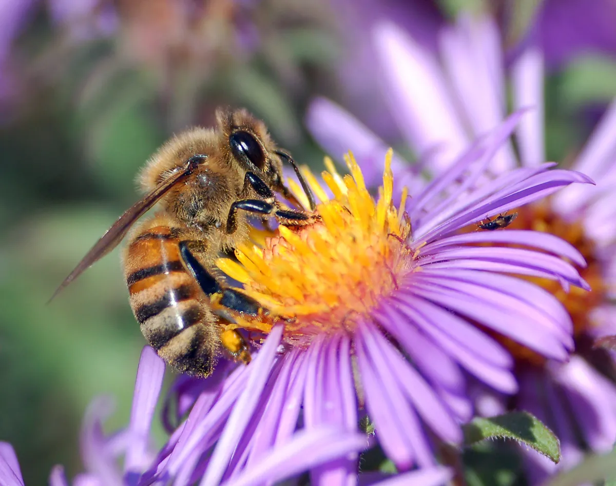 Western Honey Bee