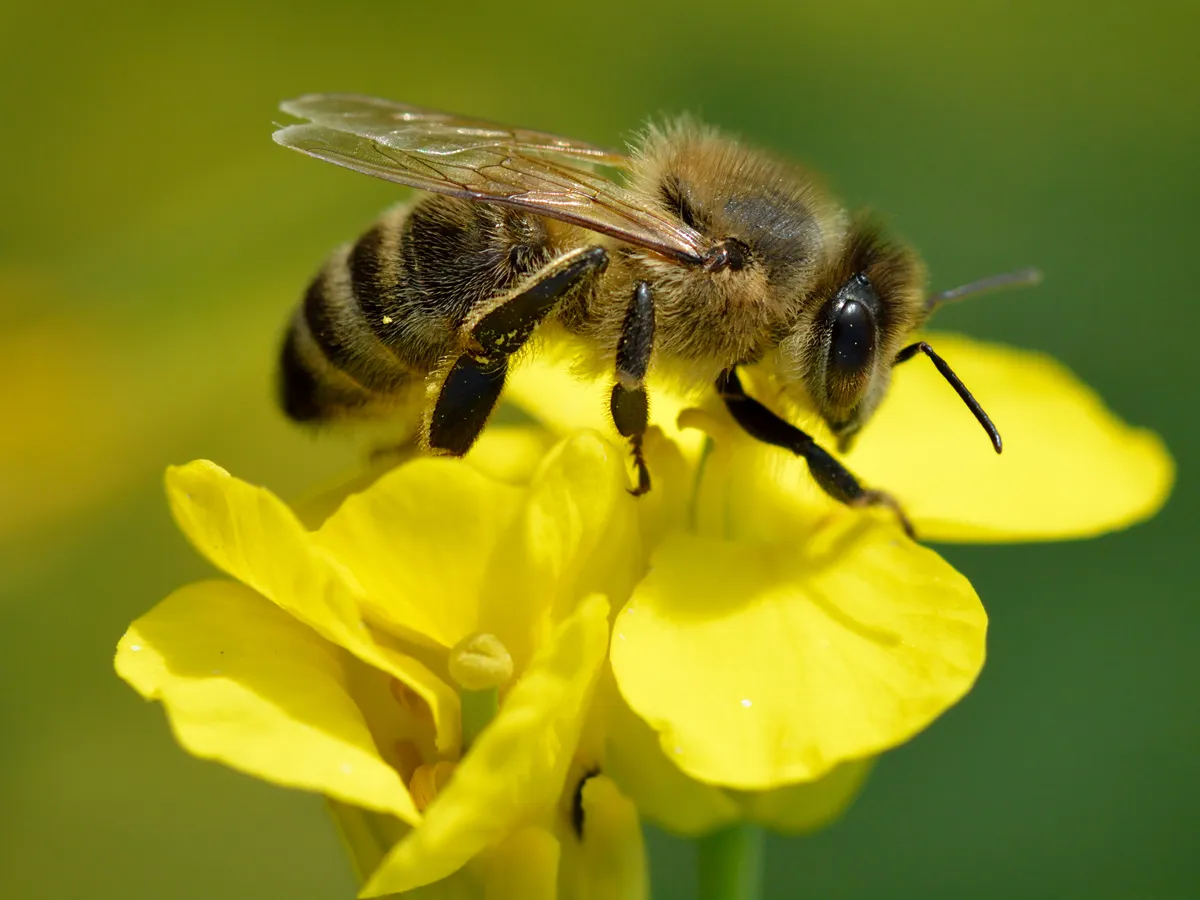 Western Honey Bee