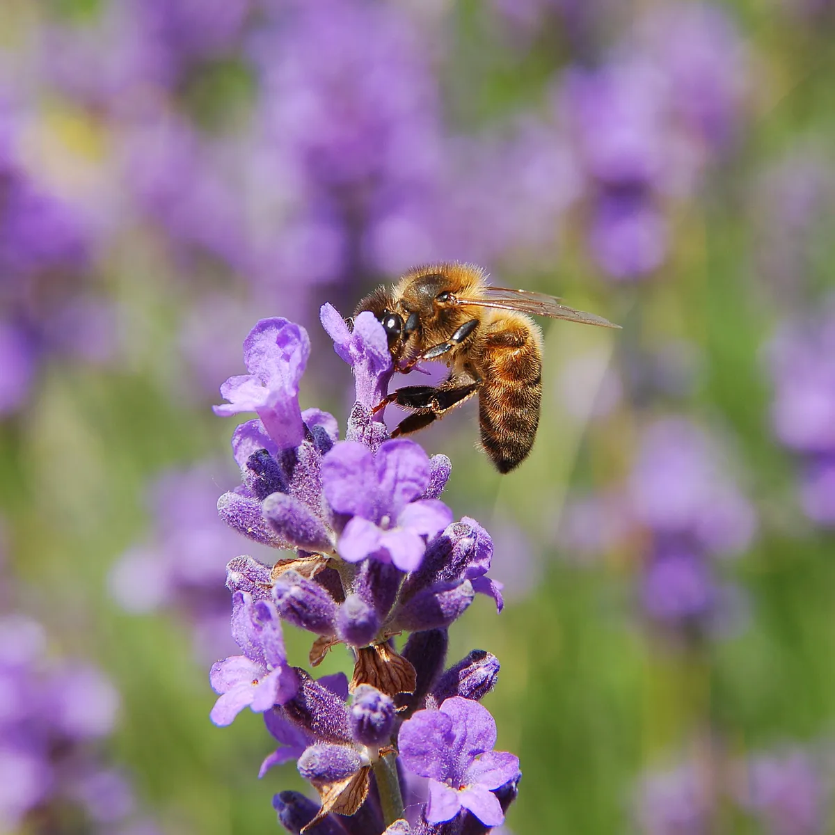 Western Honey Bee