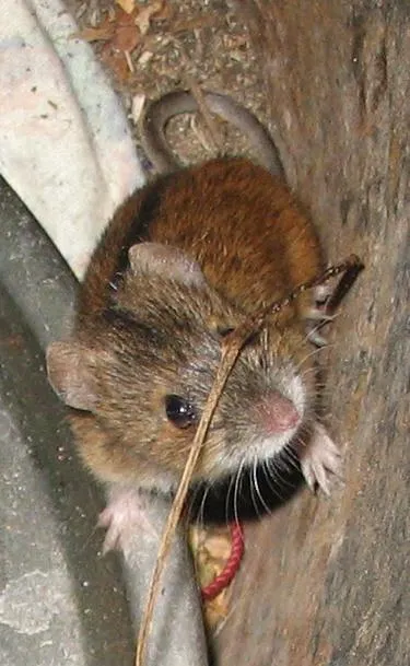 Striped Field Mouse