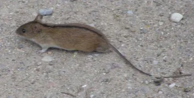 Striped Field Mouse