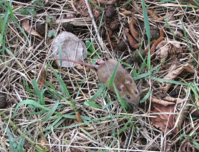 Apodemus flavicollis