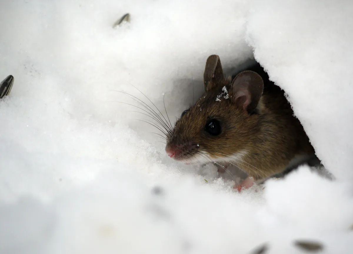 Ratón de Cuello Amarillo
