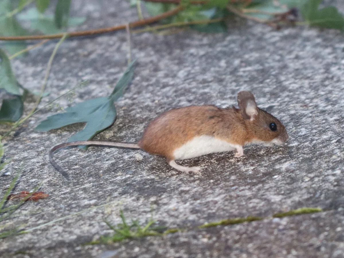 Ratón de Cuello Amarillo