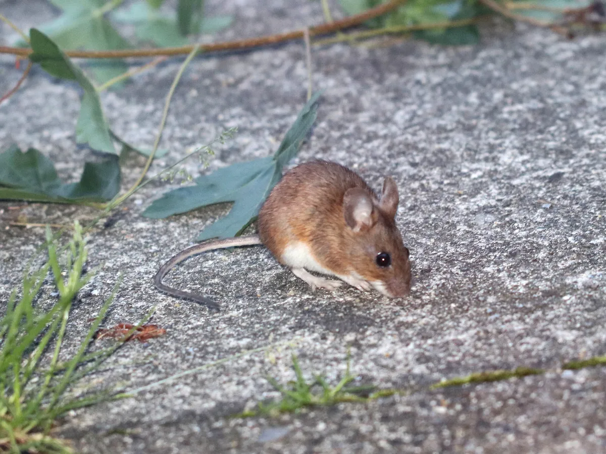 Ratón de Cuello Amarillo