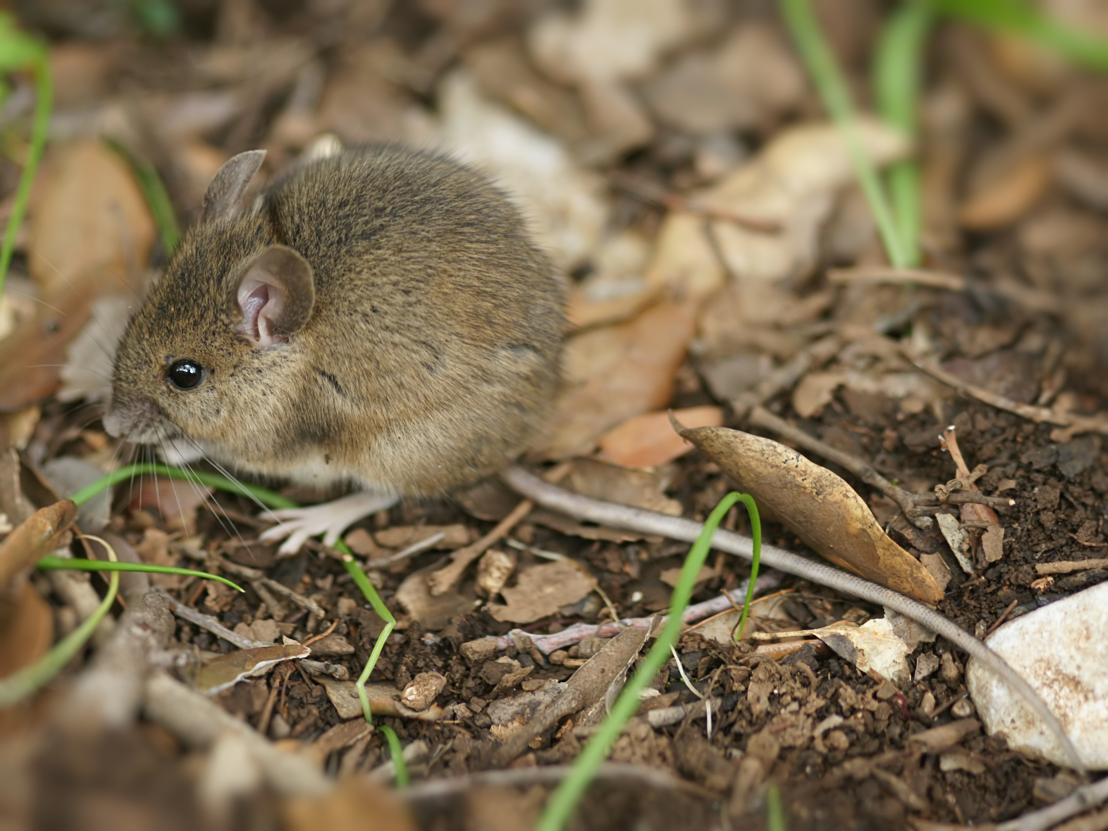 Wood Mouse