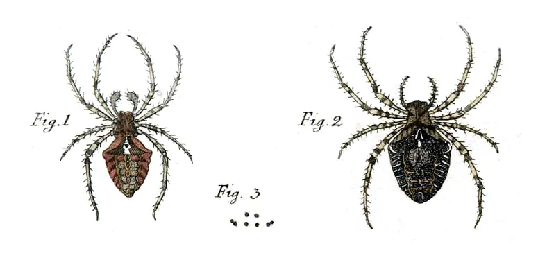Araneus angulatus